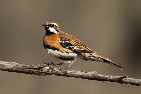 Chestnut-breasted Quail-thrush (Cinclosoma castaneothorax) male, Queensland, Australia