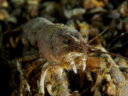 Close-up of a crayfish (Faxonius limosus) American crayfish, invasive species, dive site Wildsau,