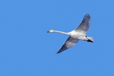 Whooper swan, common swan (Cygnus cygnus) adult in flight against blue sky in winter