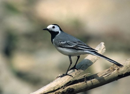 Wagtail, Motacilla Alba, White Wagtail, Birds, Leo, Passeri, Songbirds, Birds