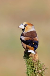 Hawfinch (Coccothraustes coccothraustes), male, perched on a moss-covered branch, Wilnsdorf, North