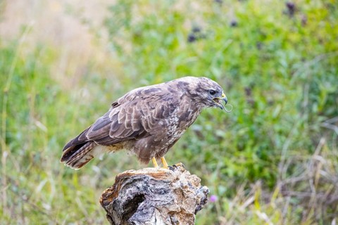 Common Buzzard (Buteo buteo) Germany