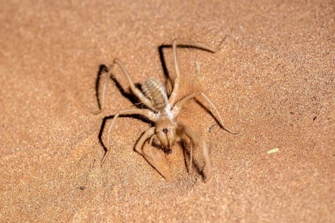 Roller spider (Solifugae or Solpugida) in the sand, Namib Desert, Namib Naukluft Park, Namibia