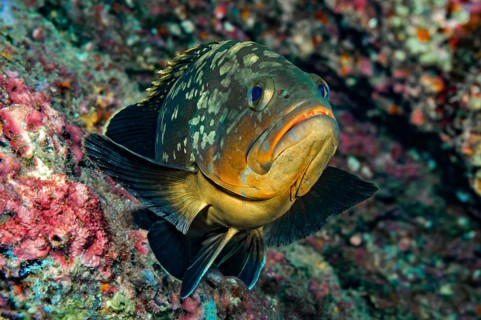 Underwater photo: a Dusky Grouper (Epinephelus marginatus) glides past a rocky reef covered in
