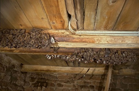 Greater mouse-eared bat, mouse-ear, myotis myotis, bats, chiroptera, ffh, bats, mammals, mammals,