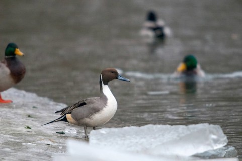 Anas acuta, pintail, pintail, anatidae, birds, ducks, ice, ducks, ducks, ice, male, birds,