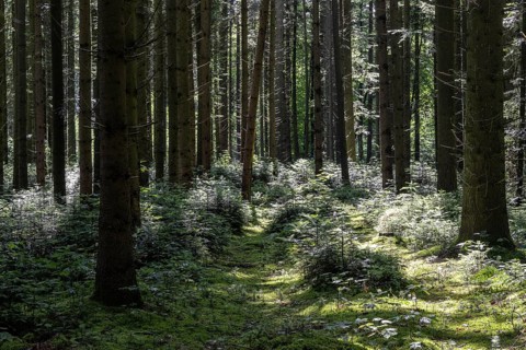 Light in the forest, Emsland, Lower Saxony, Germany