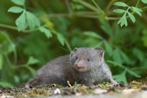 Common shrew (Crocidura russula) in a green, natural setting against a blurred background, Hesse,