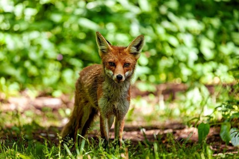A fox stands alert in the green forest, surrounded by dense vegetation. A red fox in the Hainich