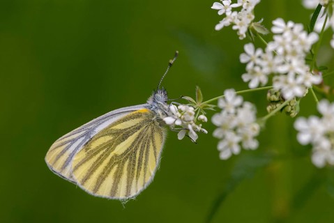 Green-veined white, green vein whitening, Pieris napi, rapeseed whitling, butterfly, insects,
