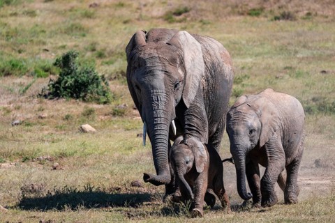 Herd of African elephants (Loxodonta africana) with young, Addo Elephant National Park, Eastern