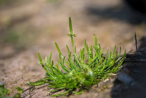 Buttercup family, mouse tail, myosurus minimus, mouse tail, ranunculaceae, dwarf mouse tail, flora,