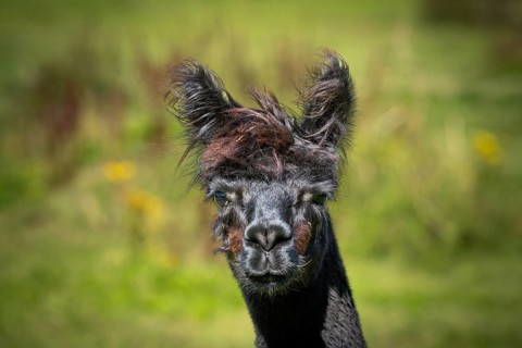 An alpaca with dark fur looks straight into the camera, surrounded by a green meadow, alpaca