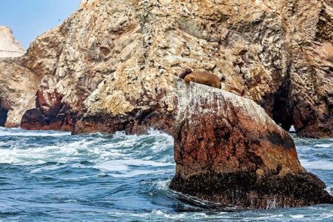 Sea lion on a rock, surrounded by wild waves and a rocky coastline, a natural maritime scene: South