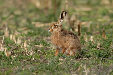 European brown hare (Lepus europaeus) adult animal in a farmland field, England, United Kingdom