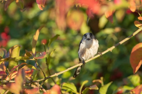 Long tailed tit (Aegithalos caudatus) adult bird on a tree branch amongst autumn colour leaves,
