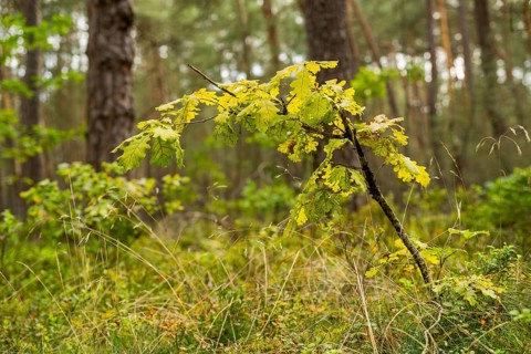 Young English oak (Quercus robur) in spring in a forest, Bavaria, Germany
