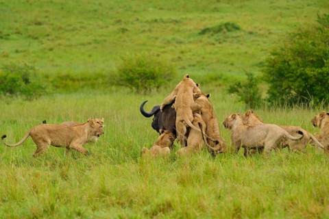 A pride of lions attacking a buffalo in a vast savannah landscape, lion (Panthera leo), Cape