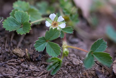 Strawberry cinquefoil, cinquefoil, Potentilla fragariastrum, Potentilla sterilis, rosaceae, rose
