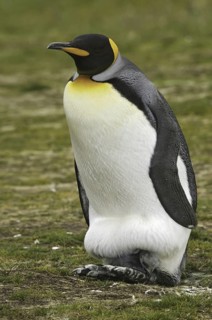King Penguin (Aptenodytes patagonicus), Falkland Islands