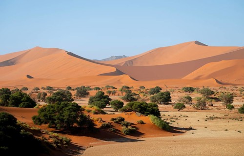 Green trees between red-yellow Namib sand dunes, Namib Desert, Namib-Naukluft National Park,