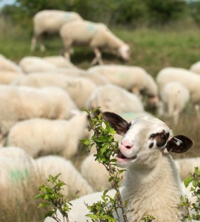 Artiodactyla, domestic sheep, even-toed ungulate, Germany, domestic sheep, Jena, Nabu, natural