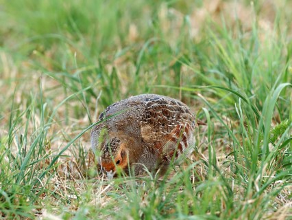 A partridge (Perdix perdix) foraging in a meadow, Solms, Hesse, Germany