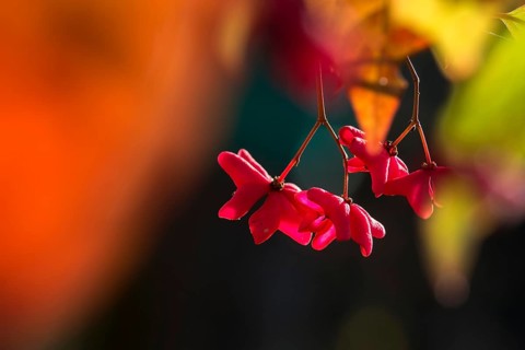 Celastraceae, Euonymus europaea, European Spindle, Common Spindle, Common Spindle, Common Spindle,