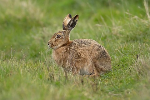 European brown hare (Lepus europaeus) adult animal resting in a grassland, England, United Kingdom