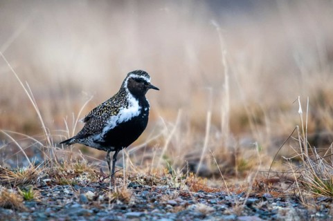 Golden plover, golden plover, Norway, Pluvialis apricaria, varanger, birds, charadriiformes,