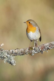 Robin (Erithacus rubecula) sitting on a branch, Wilnsdorf, North Rhine-Westphalia, Germany