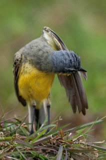 Motacilla flava, sheeptail, western yellow wagtail, meadow waisttail, yellow wagtail, bath, birds,