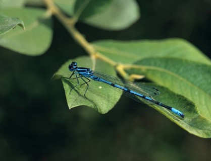 Coenagrion pulchellum, bat azuremaid, variable damselfly, damselflies, dragonflies, insects,