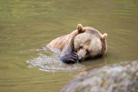 Eurasian brown bear (Ursus arctos arctos) in a little lake, Bavarian Forest, Bavaria, Germany