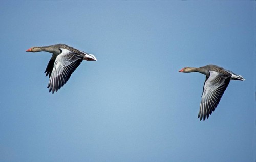 Anser Anser, Greylag or Graylag Goose, Grelag Goose, Anatidae, Birds, Duckbirds, Flying, Flight,