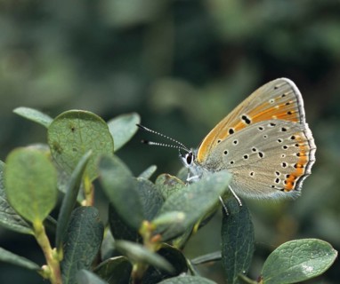 Purple gold butterfly, lycaena hippothoe, purple-edged copper, butterfly, insects, butterfly,