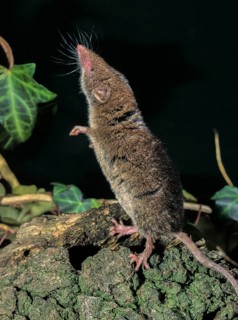 Crocidura russula, greater white-toothed shrew, house shrew, insectivora, insectivora, insectivora,