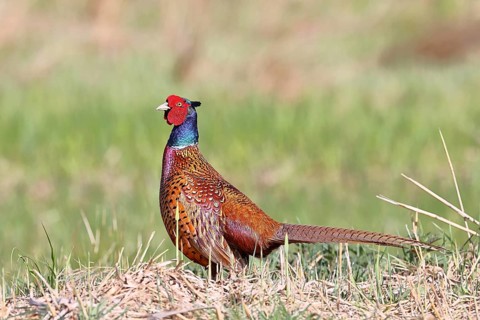 Pheasant, hunting pheasant (Phasianus colchicus), adult male bird in a meadow, wildlife, Lembruch,
