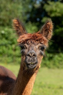 An alpaca with a brown coat and an expressive face looks straight into the camera, alpaca (Vicugna