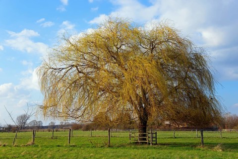 Single willow tree in a green pasture under blue sky, Willow, Ilsede, Lower Saxony, Germany