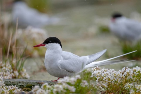 Arctic tern, arctic tern, Norway, sterna paradisaea, varanger, birds, charadriiformes, limikolen,