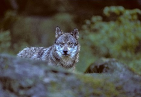 Canis lupus, carnivora, predators, wolf, FFH, mammals, raptors, mammals