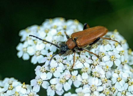 Aredolpona rubra, cerambycidae, corymbia rubra, common longhorn beetle, red-brown longhorn beetle,