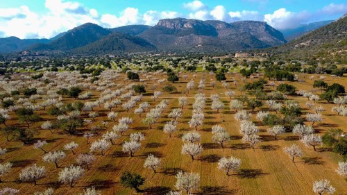 DCIM\ 101MEDIA\ DJI_0123.JPG, extensive orchard with blooming trees against a mountainous backdrop