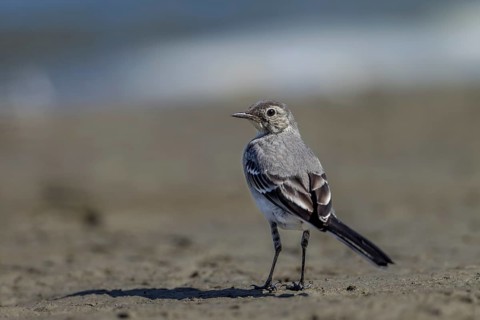 A white wagtail (Motacilla alba) that fledged a few days ago is searching for insects and other