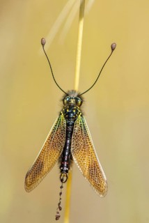 Baetian owlfly, baetian butterfly shaft, dragonfly baeticus, butterfly, extremadura, high size,