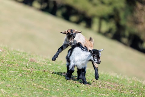 Two young pygmy goats (Capra hircus) are playing together on a sunny day in a green meadow. Austria