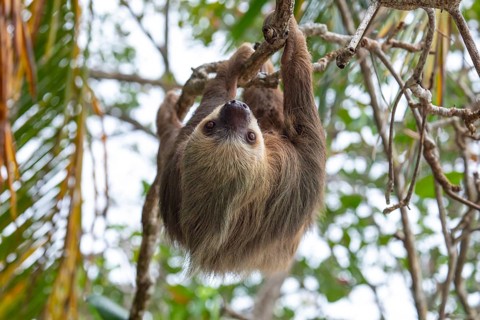 Male two toed sloth (Choloepus didactylus) hanging upside down and climbing on almond tree. Beach,