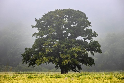 A single tree stands in a foggy meadow, surrounded by a quiet and peaceful landscape, The Dicke
