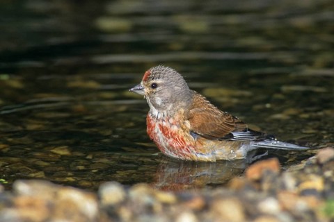 Acanthis cannabina, bloodtail, linaria cannabina, linnet, bath, bird bath, birds, hanfling, male,